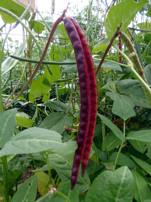 Franklin Red Cowpea